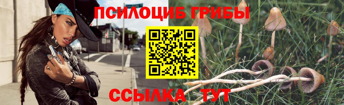 Галлюциногенные грибы Psilocybine cubensis Саяногорск
